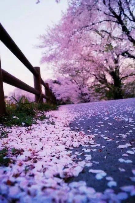 落花有泪犹带恨,春意残存的哀愁诗篇