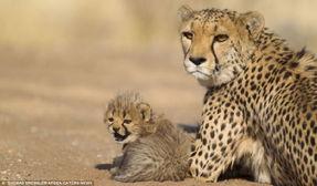 美洲伟大的动物,探寻美洲伟大动物的奥秘